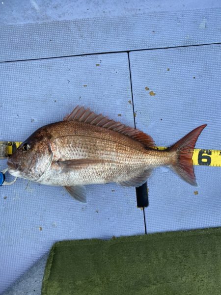 新幸丸 釣果