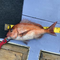 新幸丸 釣果