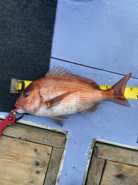 新幸丸 釣果