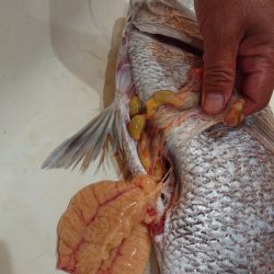 タイラバ遊漁船 ワンピース 釣果