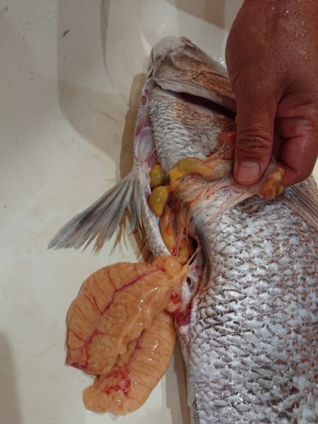 タイラバ遊漁船 ワンピース 釣果