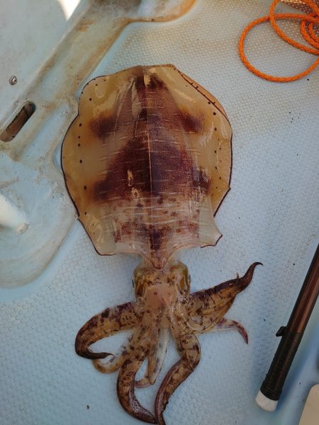 きずなまりん 釣果