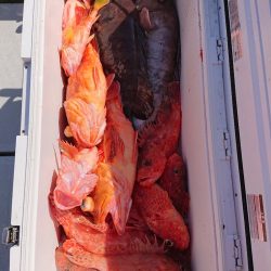 エンペラー 釣果