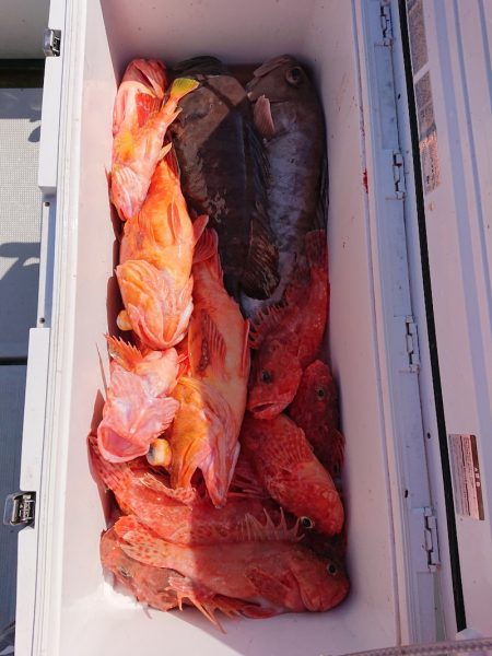 エンペラー 釣果