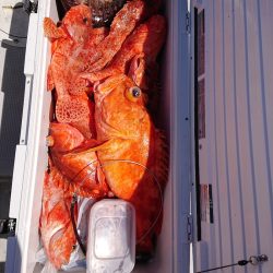 エンペラー 釣果