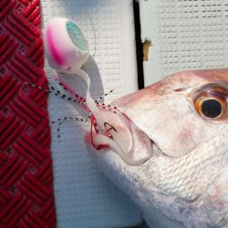 シーライオン 釣果