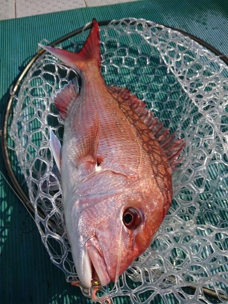 鷹王丸 釣果