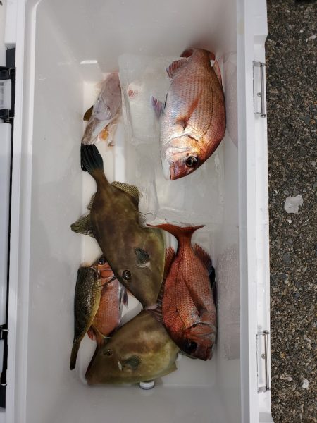 富士丸 釣果