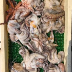 Ｖ−７ West 釣果