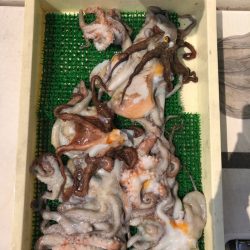 Ｖ−７ West 釣果