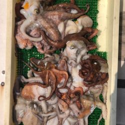 Ｖ−７ West 釣果