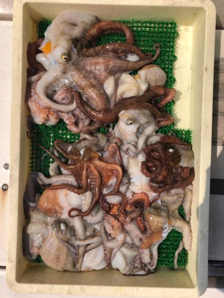 Ｖ−７ West 釣果