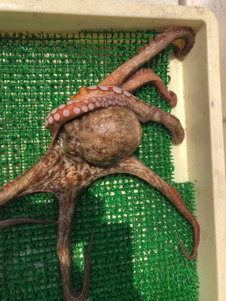 Ｖ−７ West 釣果