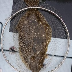 遊漁船 家入 釣果