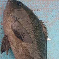 シースナイパー海龍 釣果