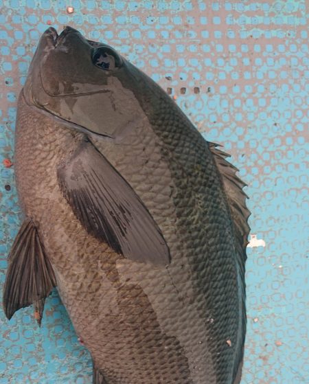 シースナイパー海龍 釣果