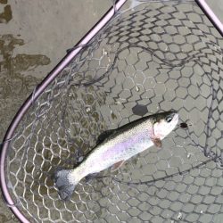 白州トラウトフィッシングエリア　シルフ 釣果