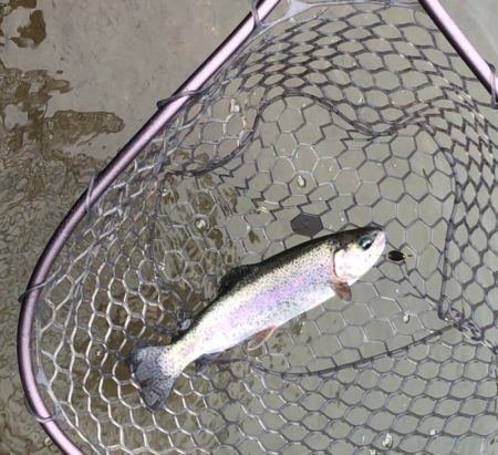 白州トラウトフィッシングエリア　シルフ 釣…