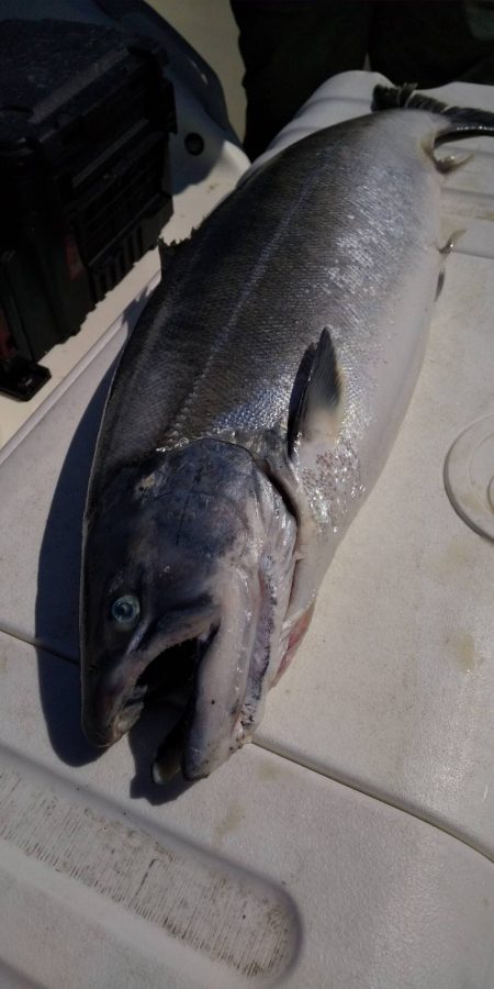海友丸 釣果