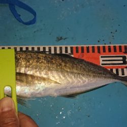 シースナイパー海龍 釣果