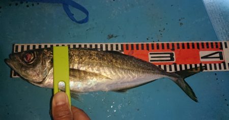 シースナイパー海龍 釣果