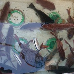 シースナイパー海龍 釣果