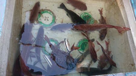 シースナイパー海龍 釣果