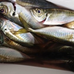 シースナイパー海龍 釣果