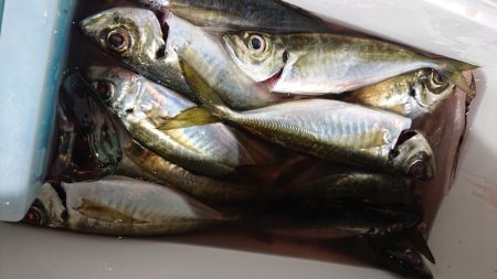 シースナイパー海龍 釣果