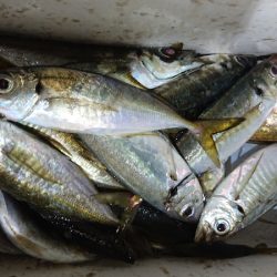 シースナイパー海龍 釣果