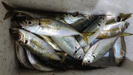 シースナイパー海龍 釣果