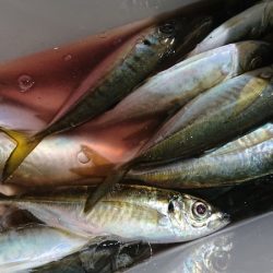 シースナイパー海龍 釣果