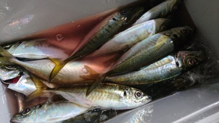 シースナイパー海龍 釣果