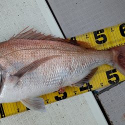 タイラバ遊漁船 ワンピース 釣果