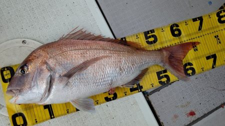 タイラバ遊漁船 ワンピース 釣果