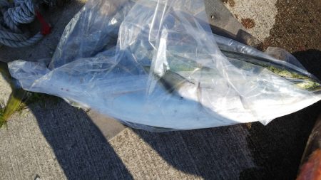 第二龍勢丸 釣果