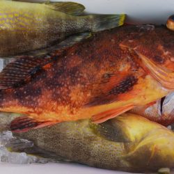 第二龍勢丸 釣果