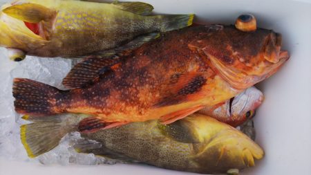 第二龍勢丸 釣果