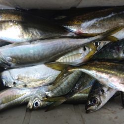 シースナイパー海龍 釣果