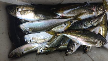 シースナイパー海龍 釣果