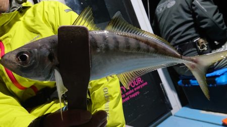 シースナイパー海龍 釣果