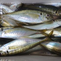 シースナイパー海龍 釣果