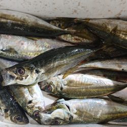 シースナイパー海龍 釣果