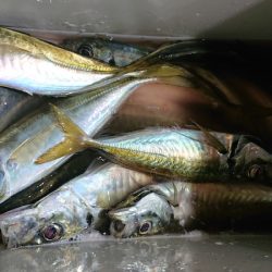 シースナイパー海龍 釣果