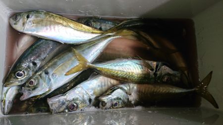 シースナイパー海龍 釣果