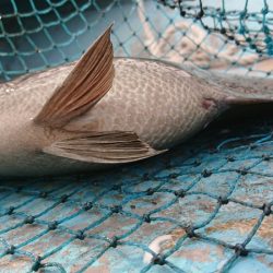 シースナイパー海龍 釣果