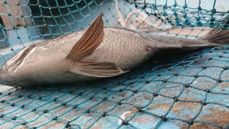シースナイパー海龍 釣果