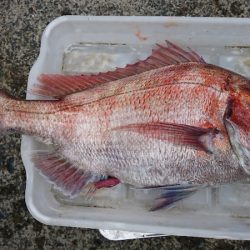 第三共栄丸 釣果