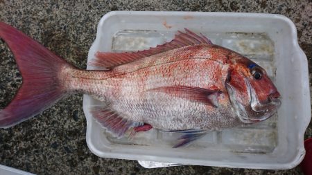 第三共栄丸 釣果