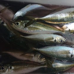 シースナイパー海龍 釣果